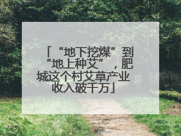 “地下挖煤”到“地上种艾”，肥城这个村艾草产业收入破千万