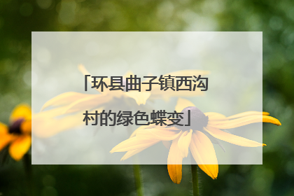 环县曲子镇西沟村的绿色蝶变