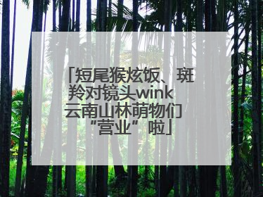 短尾猴炫饭、斑羚对镜头wink 云南山林萌物们“营业”啦