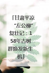 甘肃平凉“左公柳”复壮记：158年古树群焕发新生机