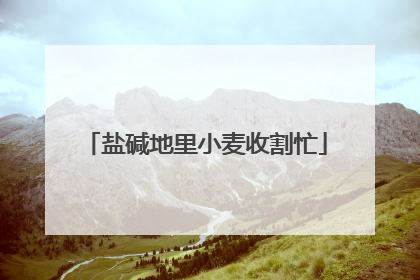 盐碱地里小麦收割忙