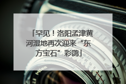 罕见！洛阳孟津黄河湿地再次迎来“东方宝石”彩鹮