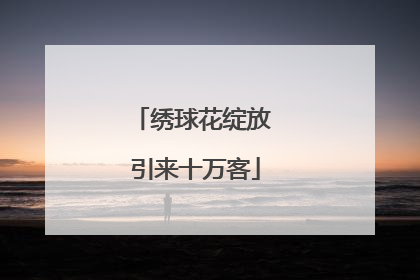 绣球花绽放 引来十万客