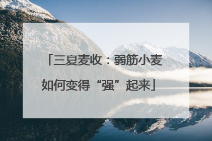 三夏麦收：弱筋小麦如何变得“强”起来