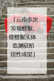 云南多次发现蜂猴、倭蜂猴实体 监测获阶段性成果