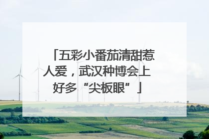 五彩小番茄清甜惹人爱，武汉种博会上好多“尖板眼”