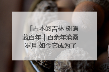 古木阅吉林 树语藏百年｜百余年沧桑岁月 如今它成为了“镇园之宝”