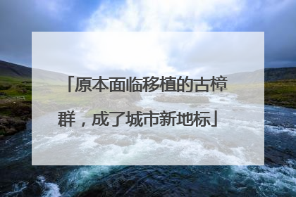 原本面临移植的古樟群，成了城市新地标