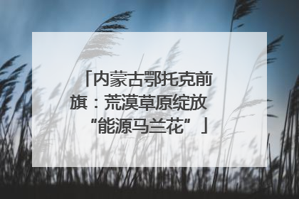 内蒙古鄂托克前旗：荒漠草原绽放“能源马兰花”
