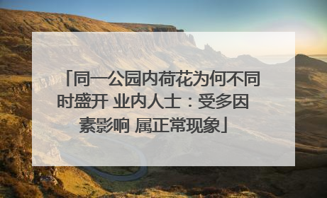 同一公园内荷花为何不同时盛开 业内人士：受多因素影响 属正常现象