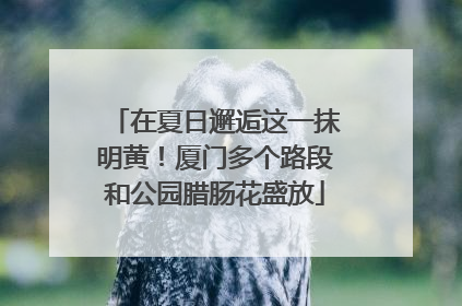在夏日邂逅这一抹明黄！厦门多个路段和公园腊肠花盛放