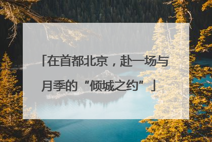 在首都北京，赴一场与月季的“倾城之约”