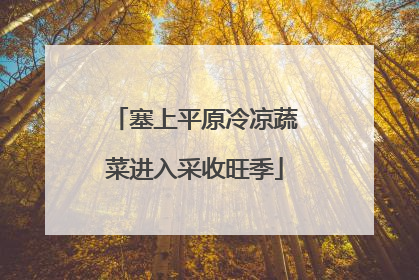 塞上平原冷凉蔬菜进入采收旺季