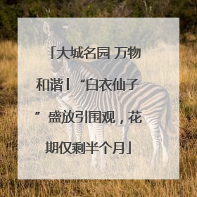 大城名园 万物和谐│“白衣仙子”盛放引围观，花期仅剩半个月