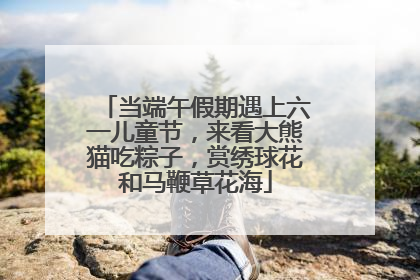 当端午假期遇上六一儿童节，来看大熊猫吃粽子，赏绣球花和马鞭草花海