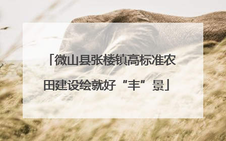 微山县张楼镇高标准农田建设绘就好“丰”景