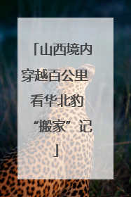 山西境内穿越百公里 看华北豹“搬家”记