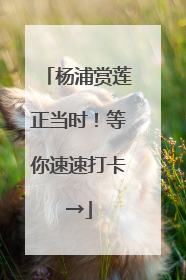 杨浦赏莲正当时！等你速速打卡→