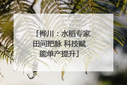 桦川：水稻专家田间把脉 科技赋能单产提升