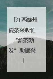 江西赣州夏茶采收忙 “新茶勃发”助振兴