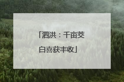 泗洪：千亩茭白喜获丰收
