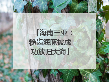 海南三亚：糙齿海豚被成功放归大海