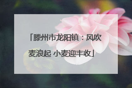 滕州市龙阳镇：风吹麦浪起 小麦迎丰收