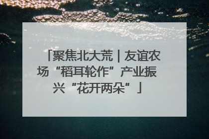 聚焦北大荒｜友谊农场“稻耳轮作”产业振兴“花开两朵”