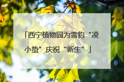 西宁植物园为雪豹“凌小蛰”庆祝“新生”