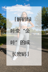 解码绿叶变“金叶”的成长密码