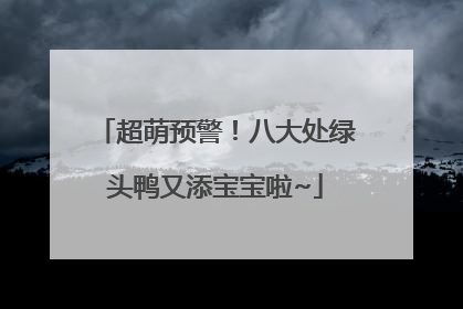 超萌预警！八大处绿头鸭又添宝宝啦~
