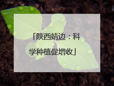 陕西靖边：科学种植促增收