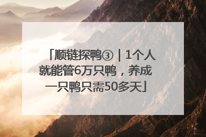 顺链探鸭③｜1个人就能管6万只鸭，养成一只鸭只需50多天