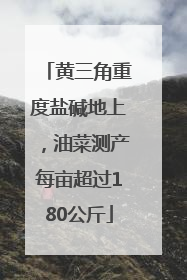 黄三角重度盐碱地上，油菜测产每亩超过180公斤
