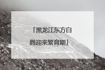 黑龙江东方白鹳迎来繁育期