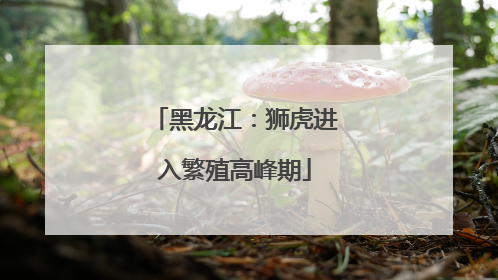 黑龙江：狮虎进入繁殖高峰期