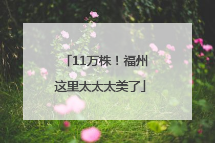 11万株！福州这里太太太美了