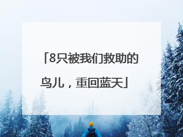 8只被我们救助的鸟儿，重回蓝天
