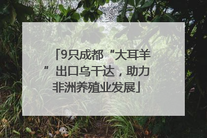 9只成都“大耳羊”出口乌干达，助力非洲养殖业发展
